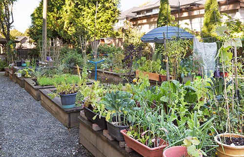 Community garden plot, with various lush vegetables planted.