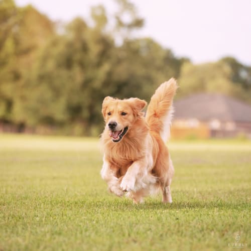 a dog running in a field