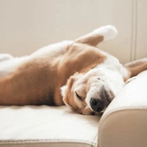 a brown and white dog sleeping on a couch  at Pinnacle Apartments, Jacksonville, FL, 32256
