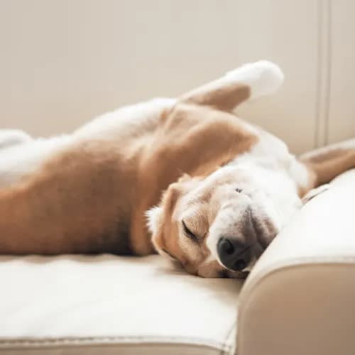 a dog laying on a couch with its head on the couch at Hacienda Club Apartments in Jacksonville, FL
