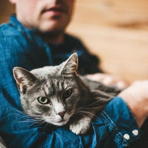 a cat sitting on the lap of a man  at Pinnacle Apartments, Jacksonville, FL, 32256