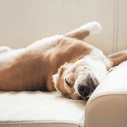 a brown and white dog sleeping on a couch  at Pinnacle Apartments, Jacksonville, FL, 32256