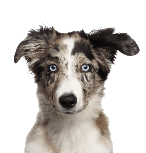 A dog with blue eyes and a white and brown coat is looking directly at the camera.