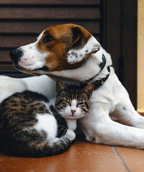 A dog and a cat are sitting closely together.