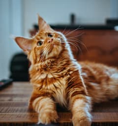 A ginger cat with a fluffy coat is lying on a wooden surface.