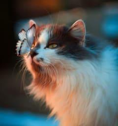 a cat with a butterfly on its nose