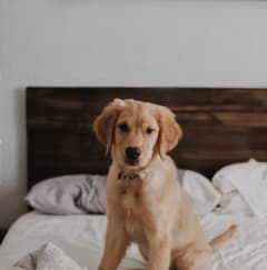 a dog sitting on a bed with a white blanket
