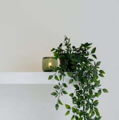 A green plant with a lit candle on a white shelf.