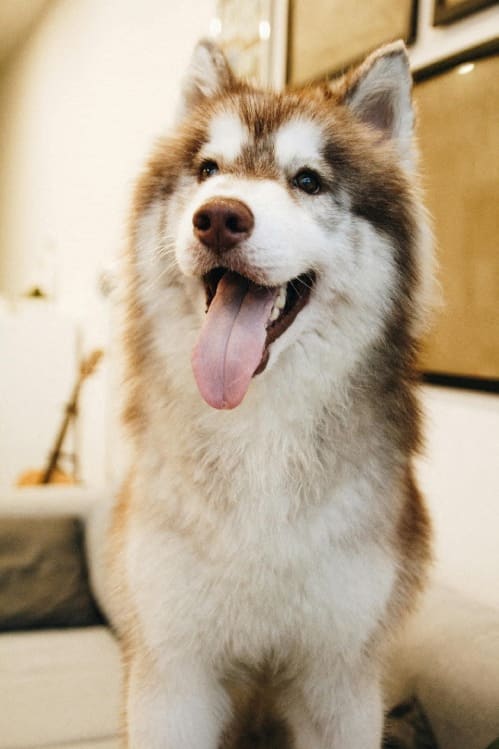 Furry Dog Posing for Photo with Tongue Out