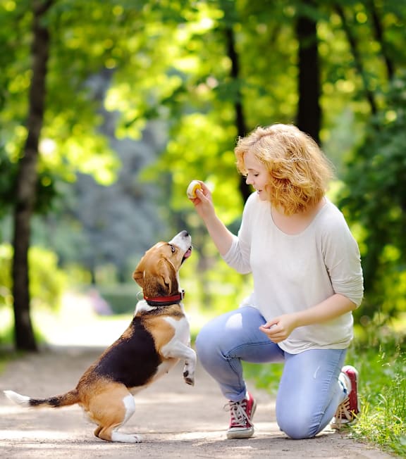 A woman is playing with a dog in a park.at The Blvd Lofts, California