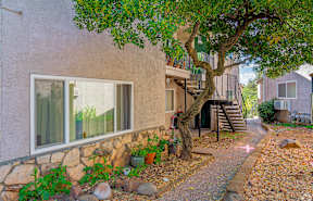 A tree with green leaves is in front of a house.