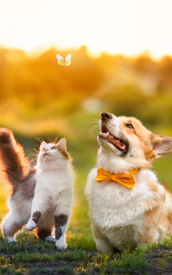 A dog and a cat are playing together in a field.