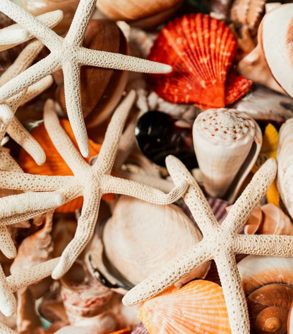 a bunch of shells and seashells on top of each other