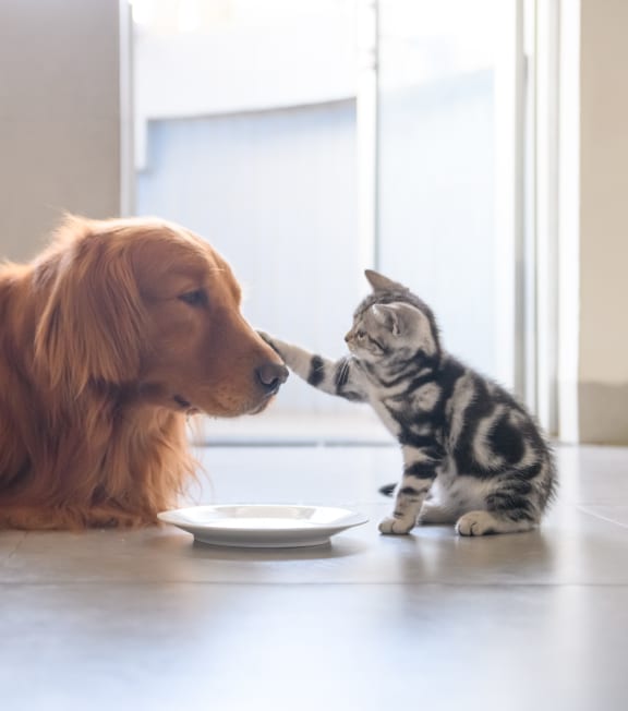a dog and a cat standing next to a plate of food