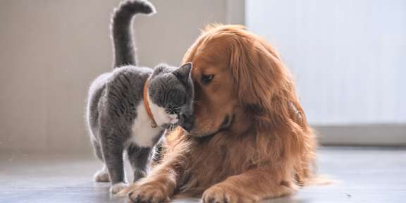 A grey cat and a golden dog are playing together.