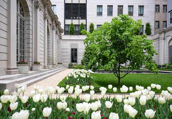 A tree in a garden of white tulips.