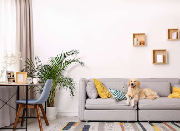 A dog is sitting on a grey couch with a yellow blanket.