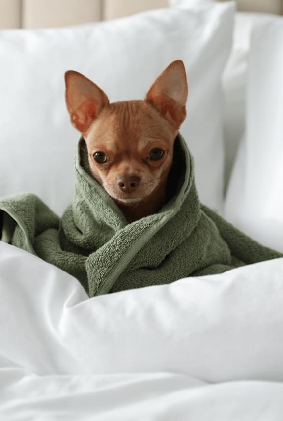 A small brown dog wrapped in a green blanket sits on a bed.