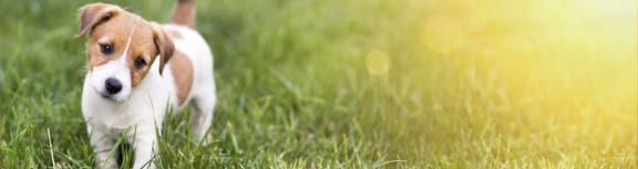 Pet dog at Valley View Estates, Council Bluffs