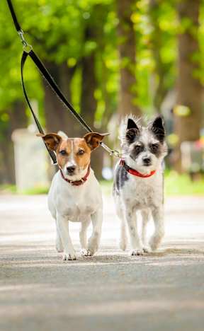 A person walking two dogs on a leash. at Bonnie Brae Apartments, California
