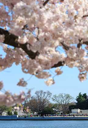 Cherry blossoms frame the view of a large white dome building.