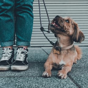 a small dog on a leash sitting next to a person