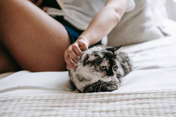 A person is petting a grumpy-looking cat on a bed.
