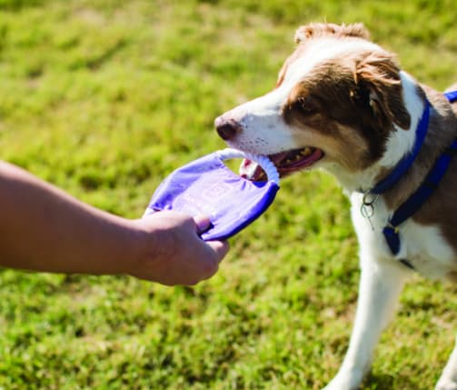 Dog Biting Frisbee in Park with Owner