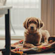 A small brown dog is sitting on a blanket by a window.