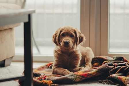 A small brown dog is sitting on a blanket by a window.