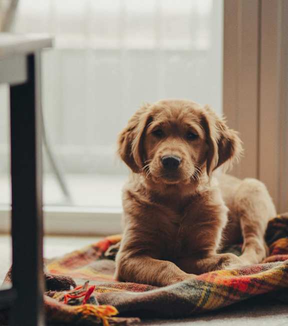 A small brown dog is sitting on a blanket by a window at Bradford Gwinnett Apartments and Townhomes in Georgia, 30071