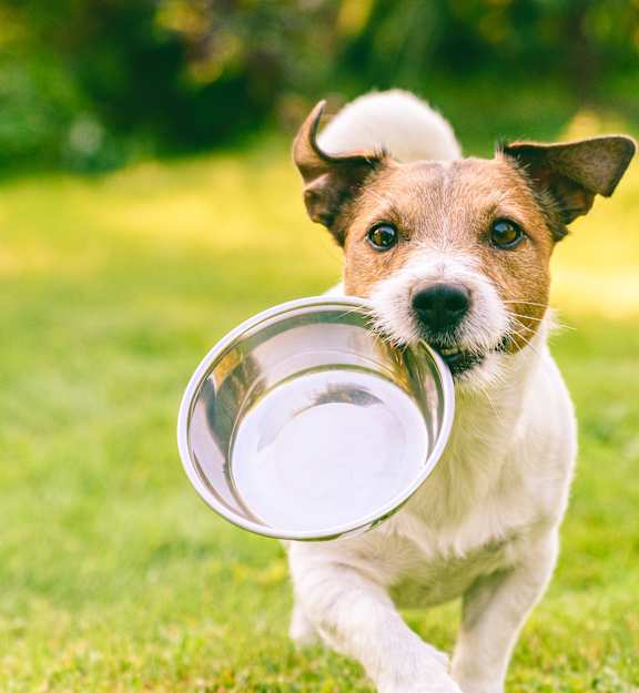 A dog is running with a frisbee in its mouth.