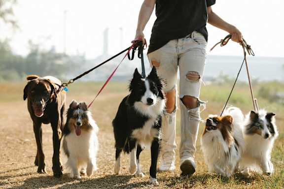 a man walking a group of dogs on leashes