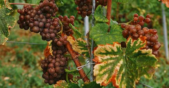 A bunch of grapes hanging from a vine with green and yellow leaves.