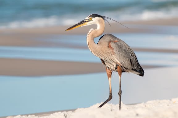 A grey heron stands on the beach.