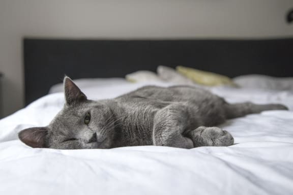 cat on bed  at The Verandas, Canoga Park, California