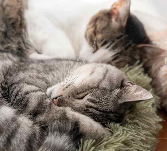 Two cats sleeping on a green pillow.