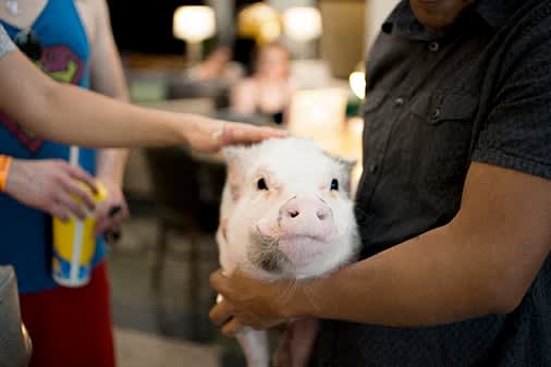 a person holding a white pig in their arms
