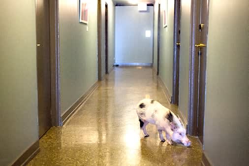 a dog walking down a hallway in a building