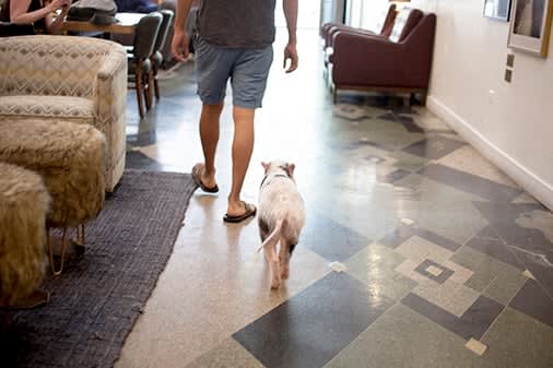 a man walking a dog in a living room