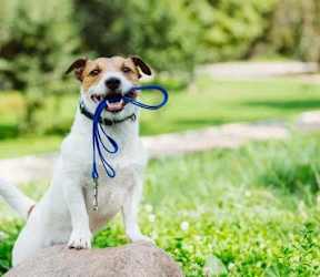 A dog is standing on a rock holding a blue toy in its mouth.