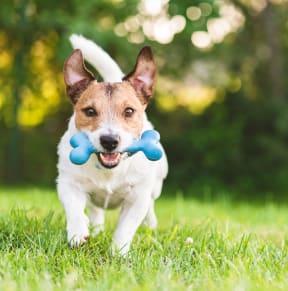 Dog running with a toy in its mouth at South Pine, Union City