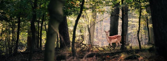 a deer standing in the woods