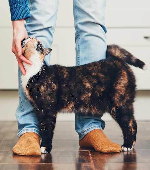 A person in blue jeans and brown socks is petting a small black and brown dog.