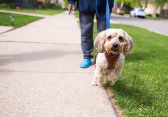a dog walking down a sidewalk with a person in the background