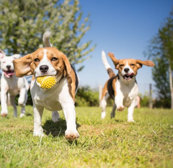 dogs running in a field with a toy in their mouth at Regency Place, Oakbrook Terrace, IL, 60181