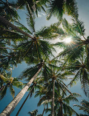 Palm trees with sunshine and blue sky in background 