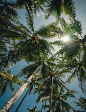 Palm trees with sunshine and blue sky in background 