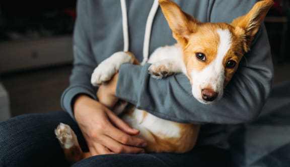 Man cradling a small dog inside at Kings Court, Anchorage