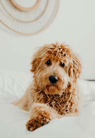 A small brown dog with curly fur is lying on a white bed.